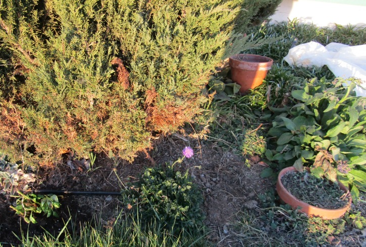 Jupiter's Beard I planted on lower left, purple scabiosa flower to it's right. Catmint in and around pot on extreme right, and borage above it. Jupiter's Beard I planted on lower left, purple scabiosa flower to it's right. Catmint in and around pot on extreme right, and borage above it.
