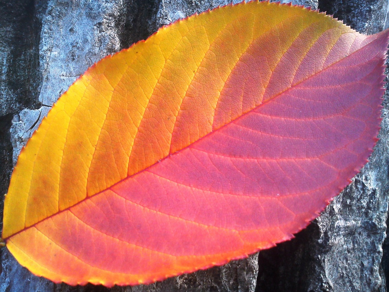 Image Credit: Pixabay Free to use Even Commercially Image Credit: Pixabay Free to use Even Commercially