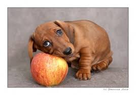 dog and apple