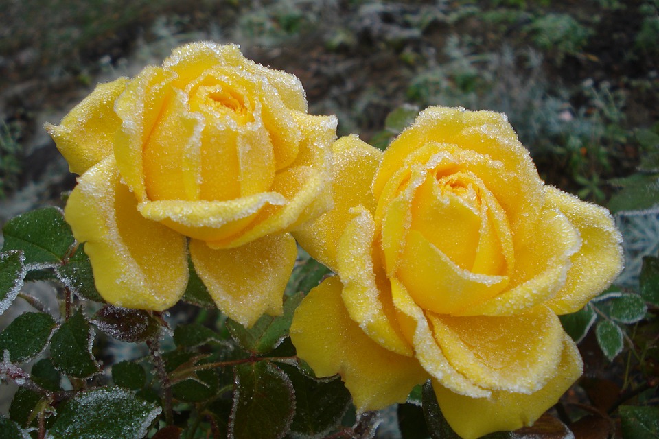 https://pixabay.com/en/nature-plant-flower-petal-winter-3182102/ https://pixabay.com/en/nature-plant-flower-petal-winter-3182102/