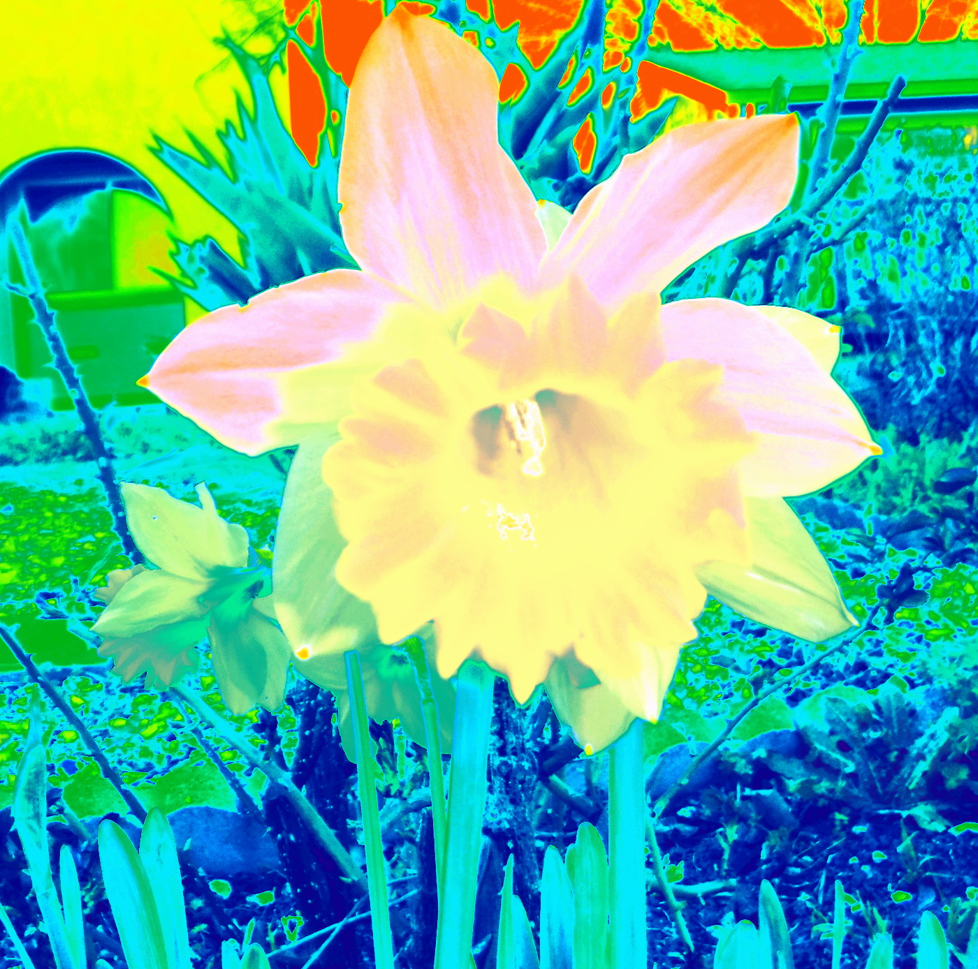 Photo taken by me with thermal effect on LunaPic.com