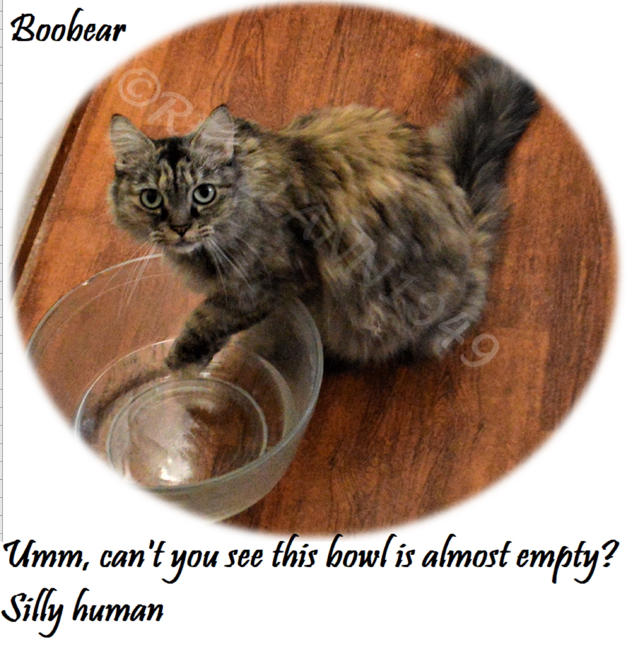 Boobear uses her paw to drink water. I took this shot on Aug 10, 2016