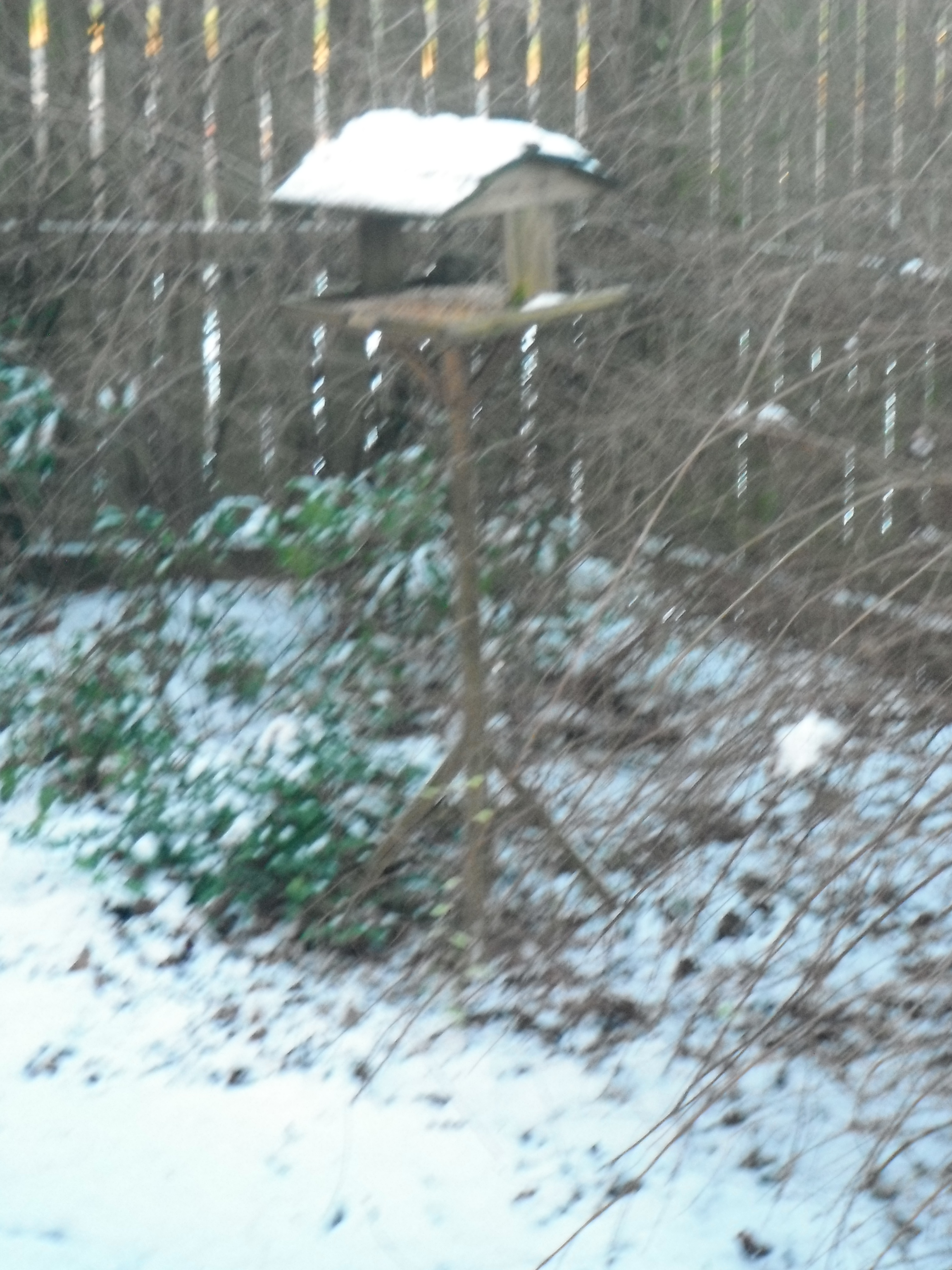 Photo taken by me – Snow in Preston Photo taken by me – Snow in Preston