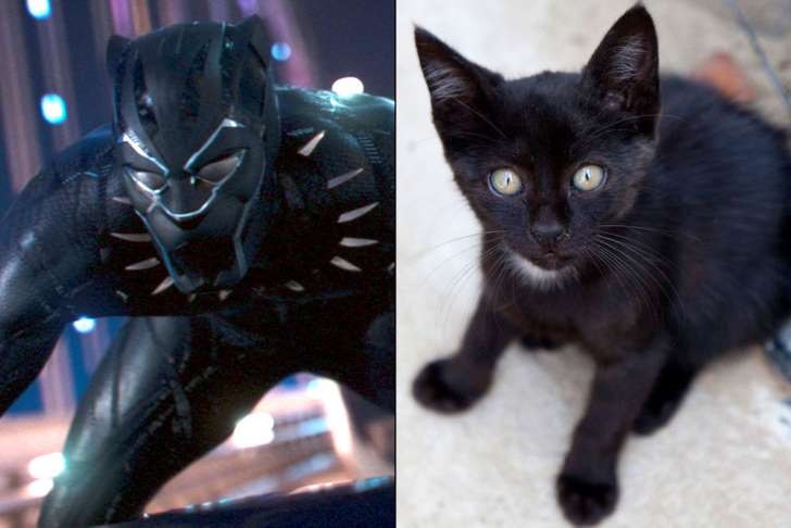 Black Panther character and a black cat