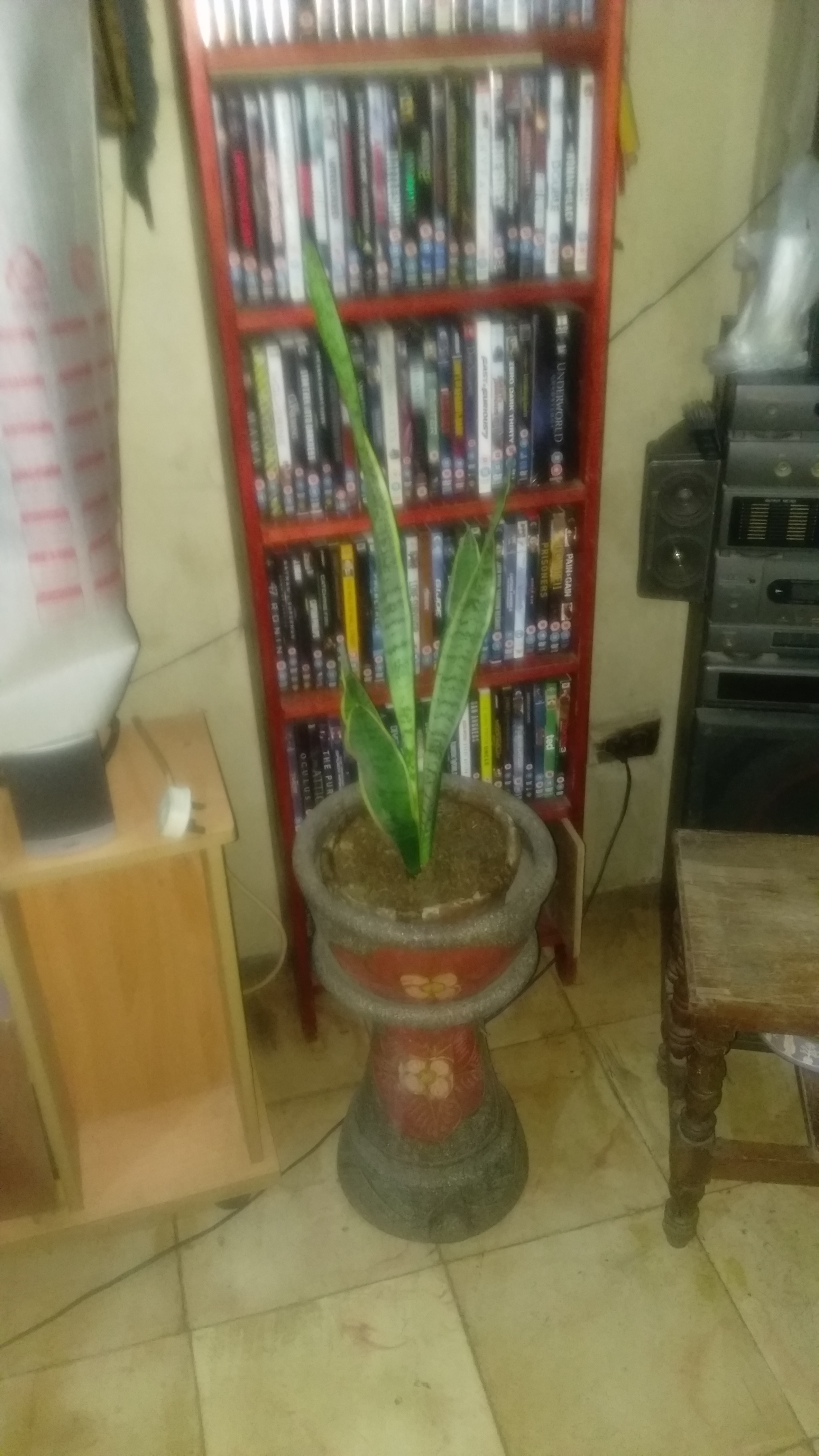 Plant Plant