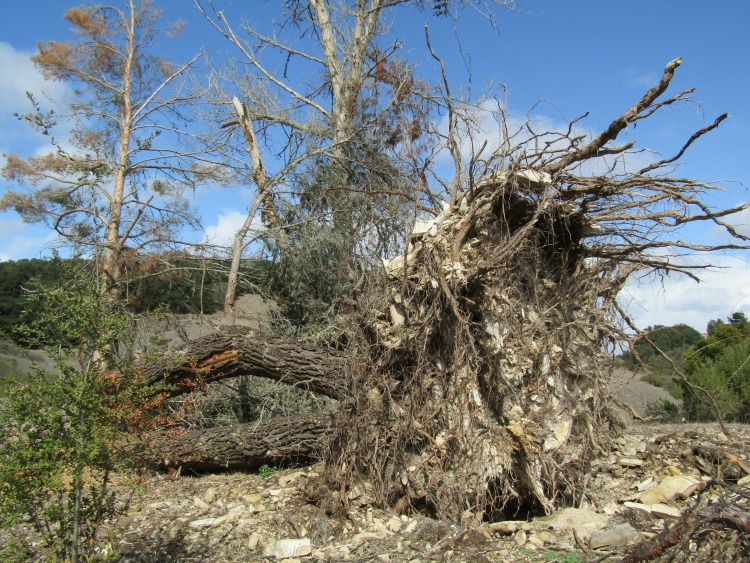 A Fallen Pine Tree