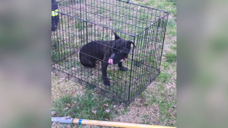 Hopewell dog that was revived by the firefighters on Saturday.