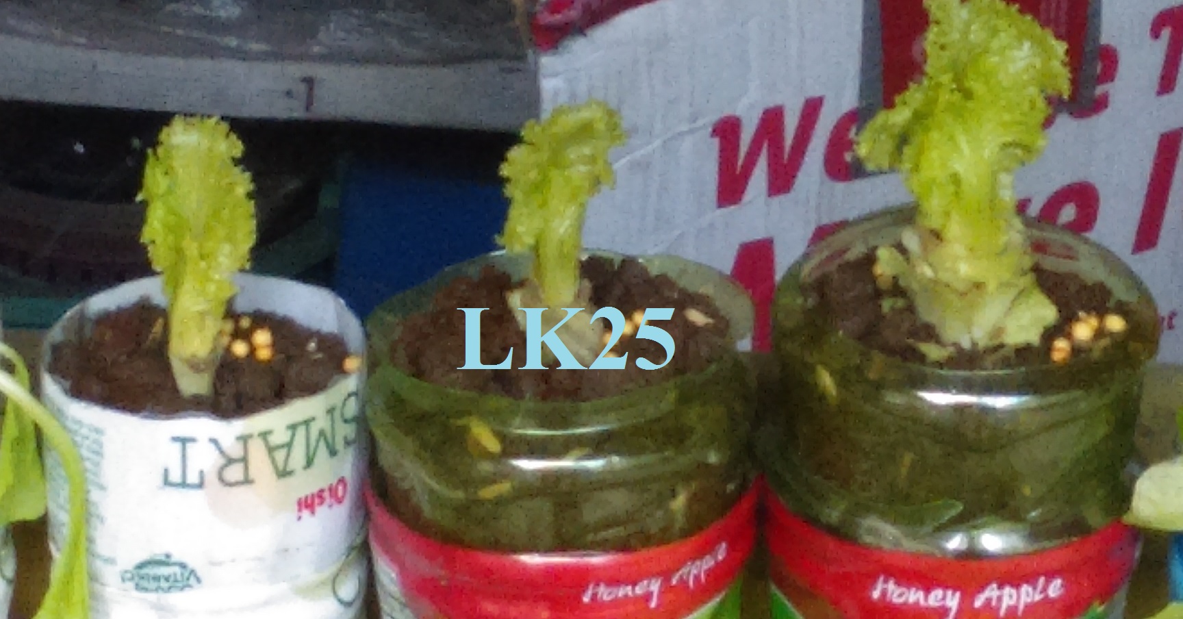 water bottle, lettuce water bottle, lettuce