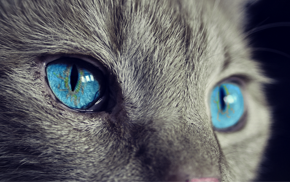 If iridology is true, it must apply to the eyes of animals too, I would say