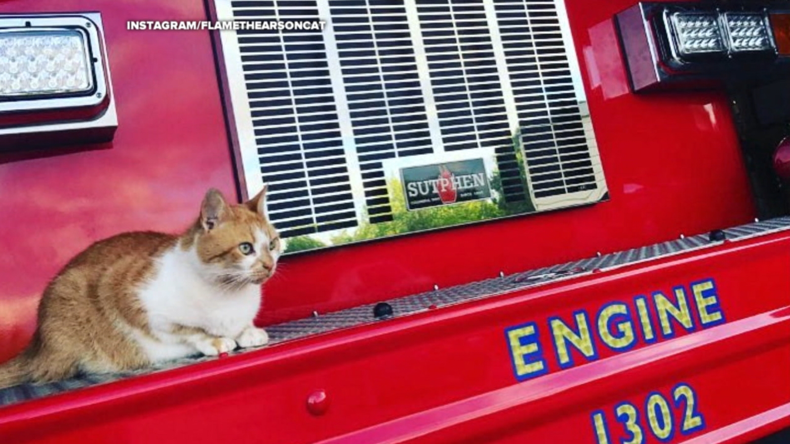 Flame is the cat who is part of the Belmont Fire Department in South Carolina