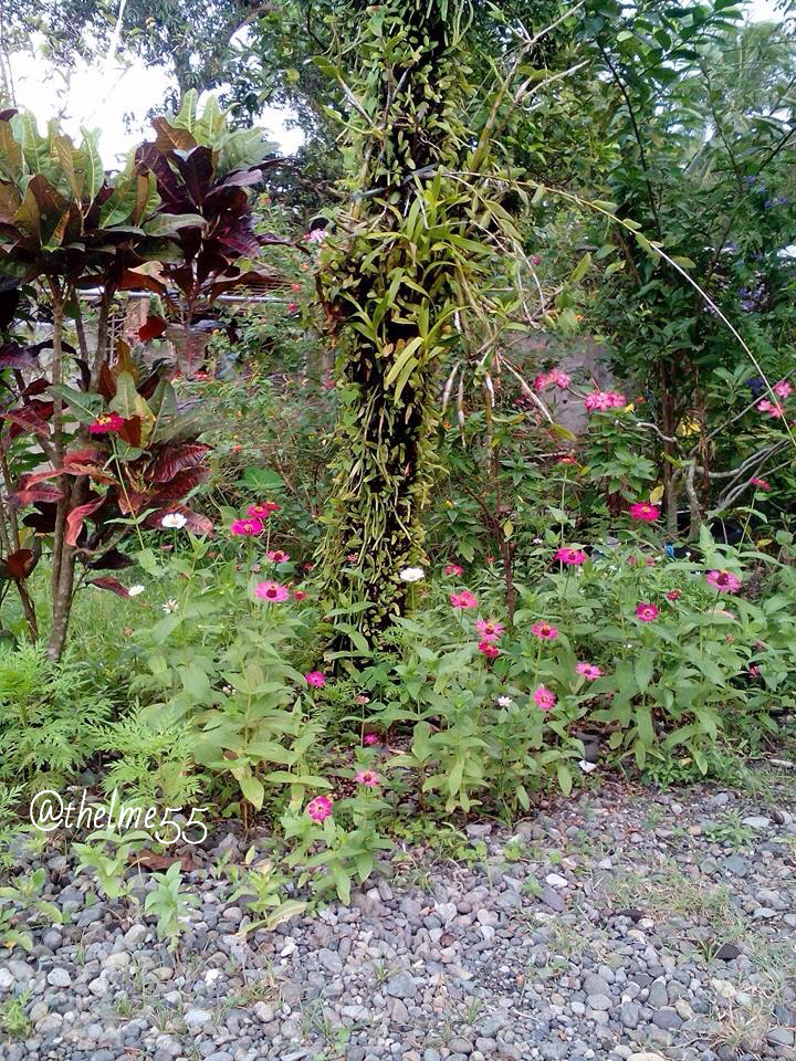My Tropical Garden