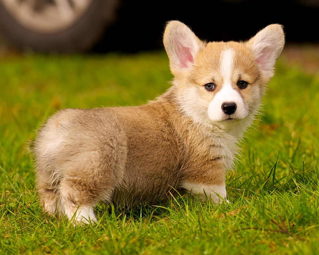 A Corgi female dog can thank a first aid for saving her life in Normal Illinois