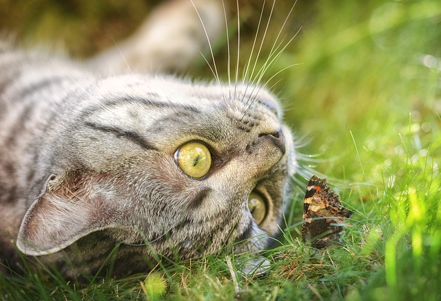 https://pixabay.com/en/cat-butterfly-domestic-cat-1679192/