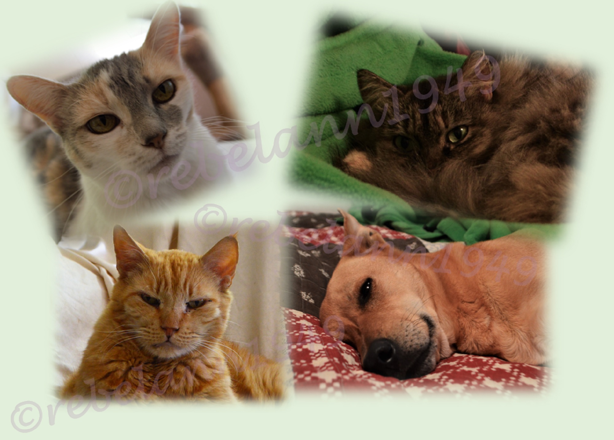 My furmily Max, Meetzee, Ally and Boobear collage created in xcel