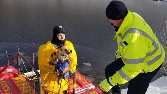Danville Fire Department rescue a dog that fell into an icy pond