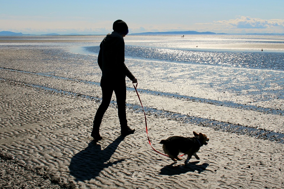 pick up after your pets please Image: Pixaby