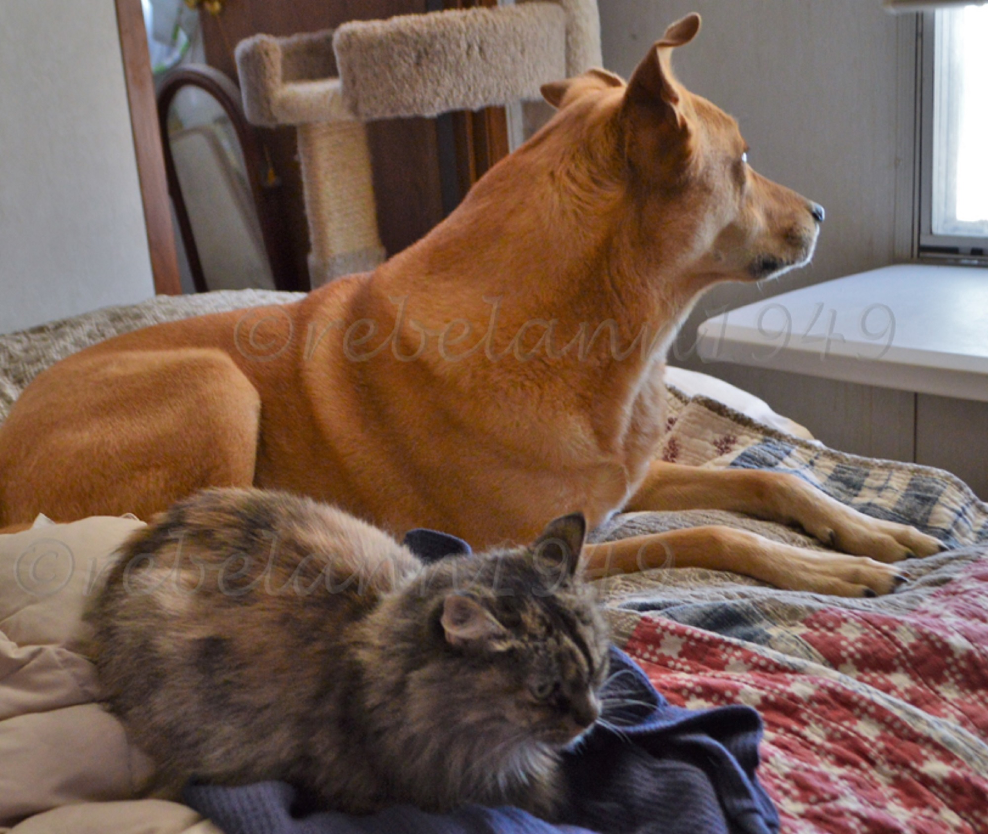 Ally watches out the window while Boobear keeps warm beside her. I took this shot a couple years ago.