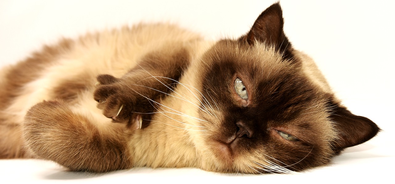 https://pixabay.com/en/british-shorthair-cat-pet-mieze-3113513/ https://pixabay.com/en/british-shorthair-cat-pet-mieze-3113513/