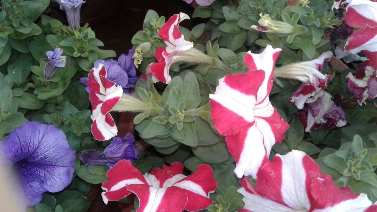 Another flower show picture