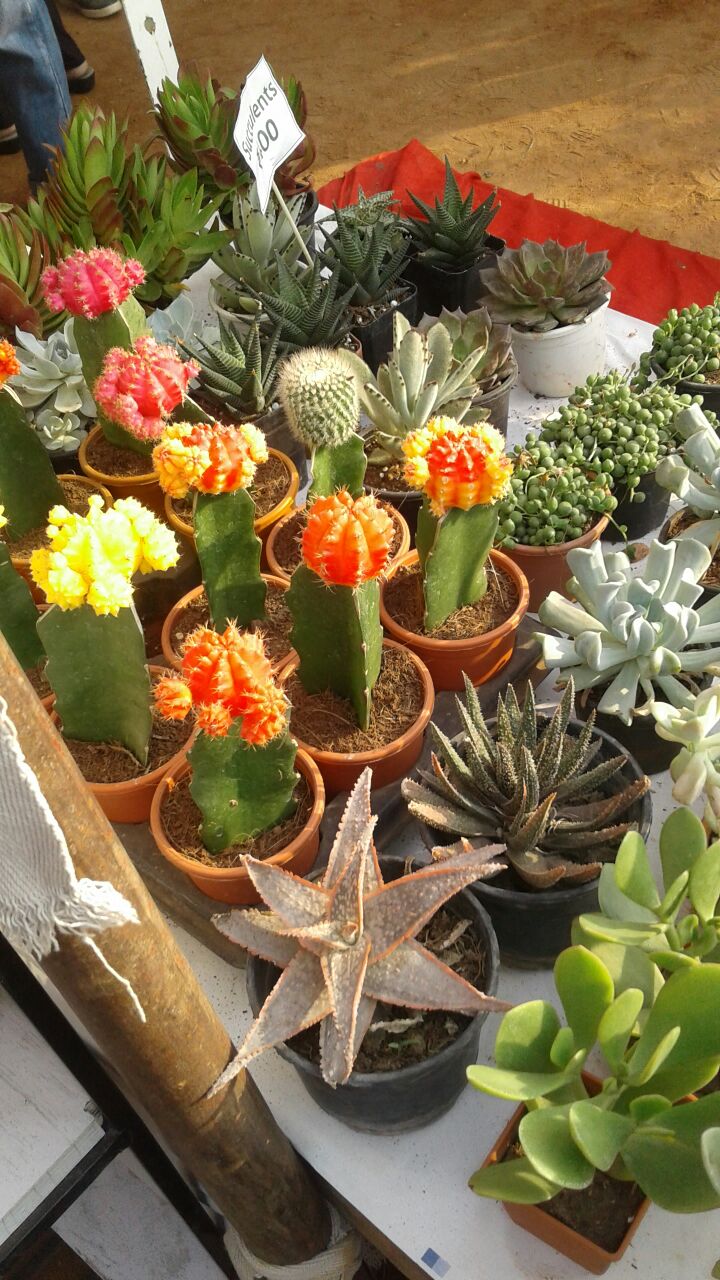 Third image of flower show 2018