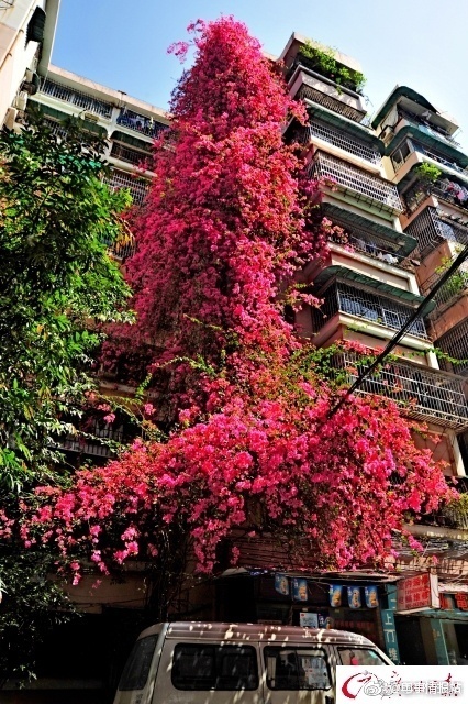 bougainvillea bougainvillea