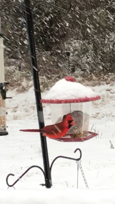 Red Cardinal in Winter 