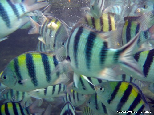 abundant marine, palawan - palawan marines