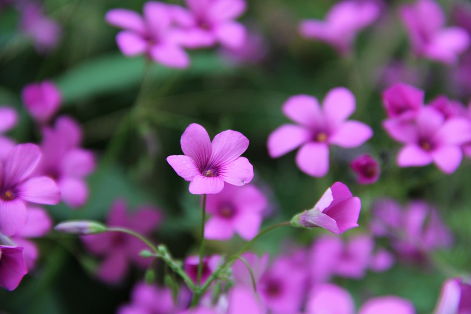Image courtesy of Pixabay Image courtesy of Pixabay