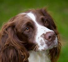 Springer Spaniel dog Springer Spaniel dog