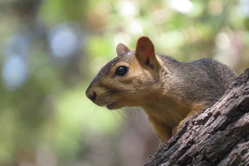 https://pixabay.com/en/squirrel-close-up-tree-nature-2495831/