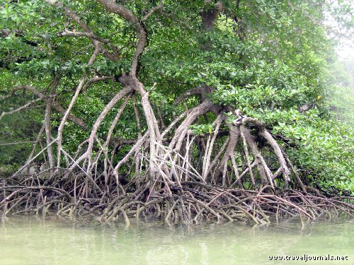 mangroves  - palawan
