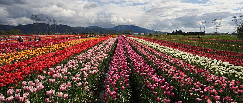 https://commons.wikimedia.org/wiki/File:Abbotsford_Tulip_Festival_2017.jpg https://commons.wikimedia.org/wiki/File:Abbotsford_Tulip_Festival_2017.jpg