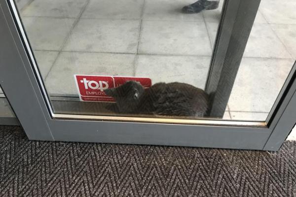 A cat is rescued at a hotel in England on Wednesday. A cat is rescued at a hotel in England on Wednesday.