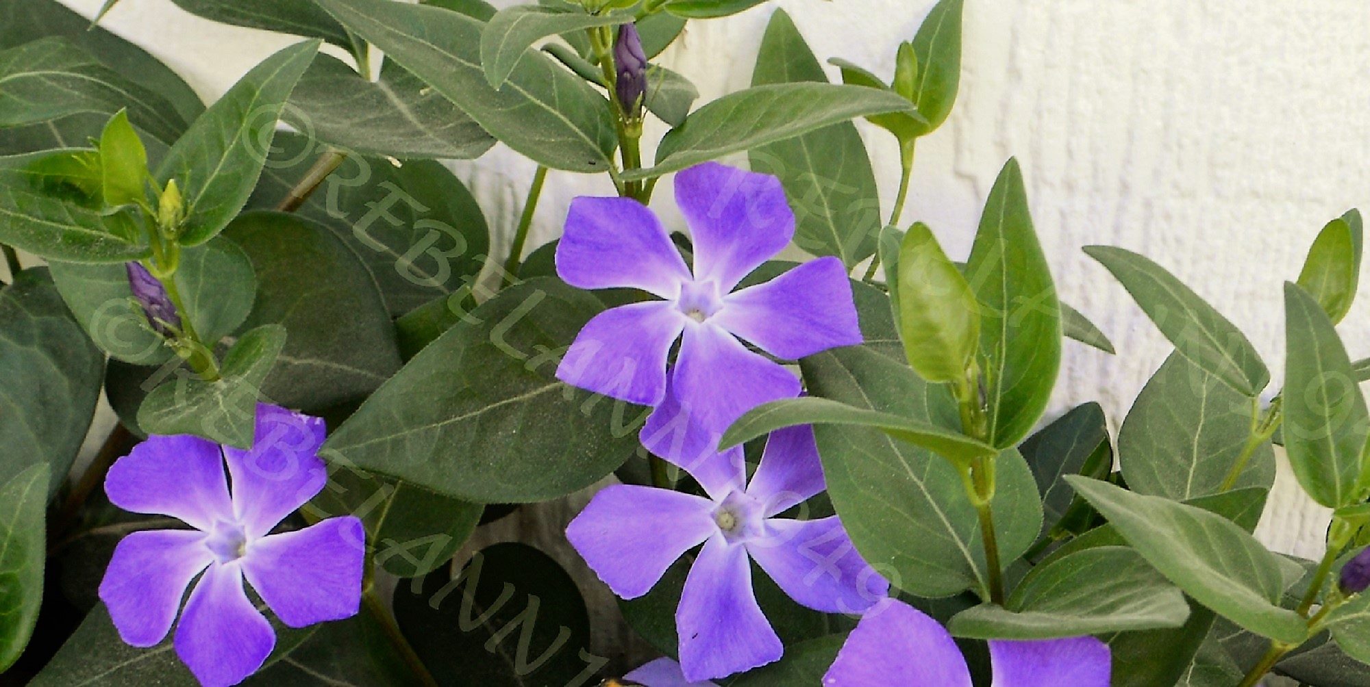 my vinca is in bloom March 2018 my vinca is in bloom March 2018