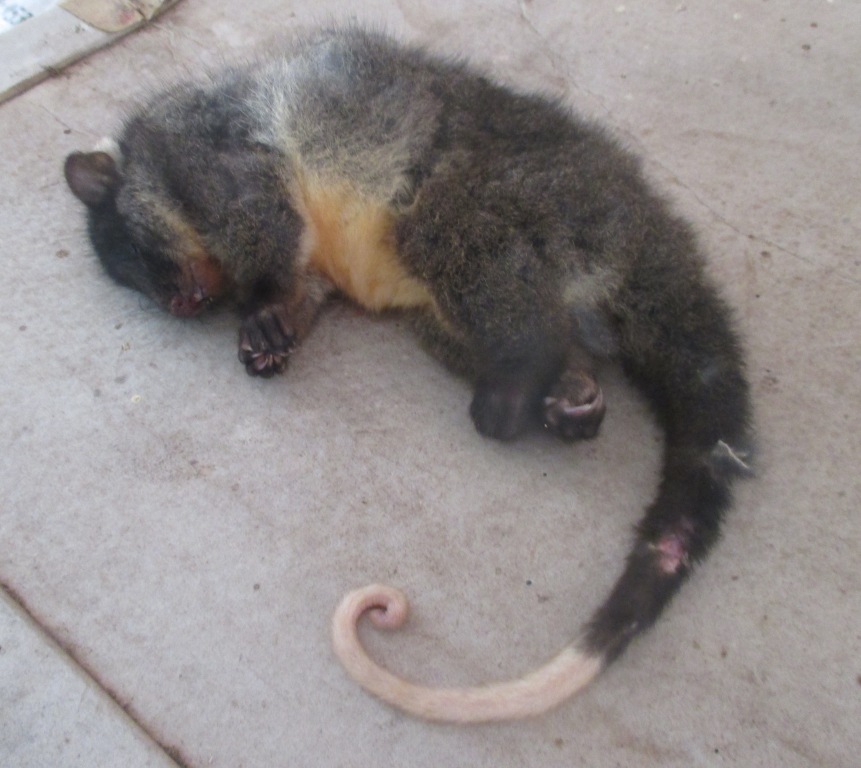 Ringtail possum