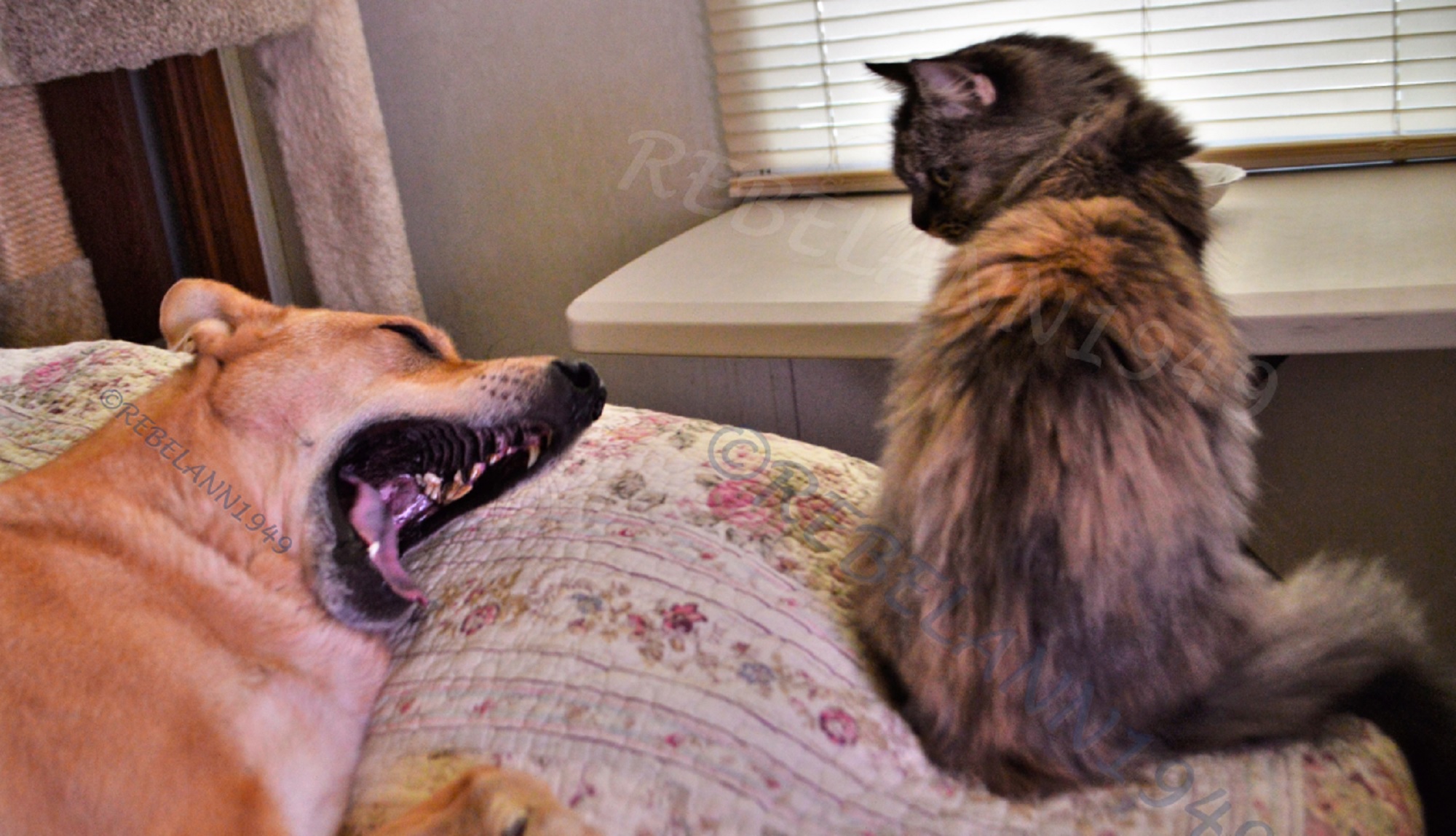 Boobear gave Ally a really funny look for yawning.LOL