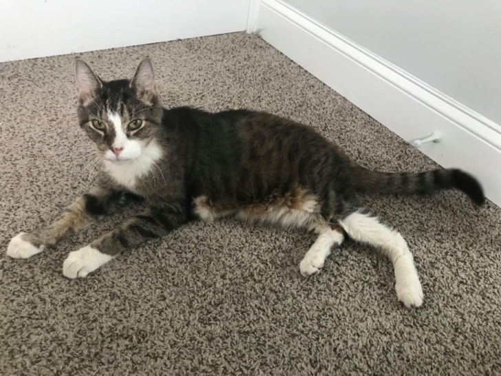 Thomas the cat who is 26 years of age gets a new home in Maryland Thomas the cat who is 26 years of age gets a new home in Maryland