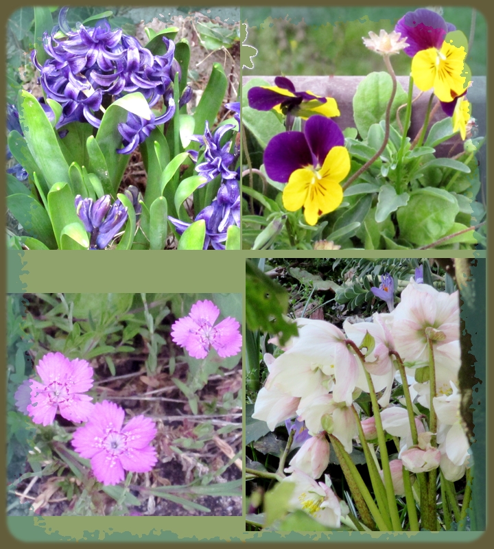 Flowers Blooming now in my garden - LadyDuck