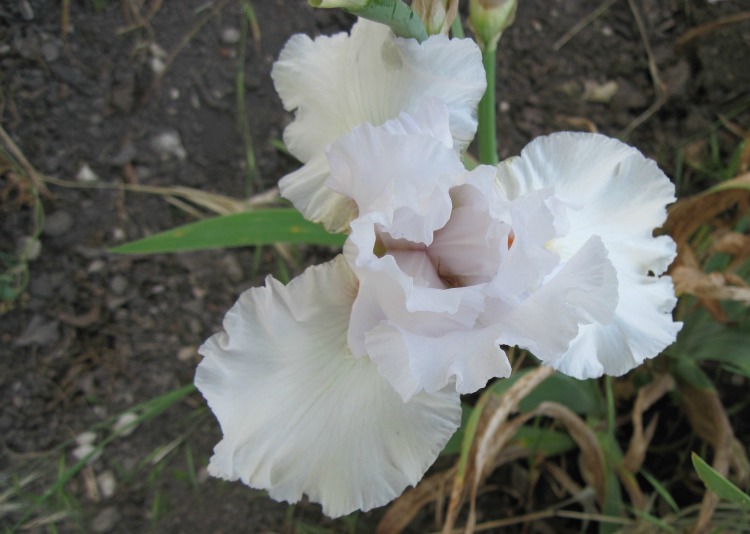One of my Favorite White Irises