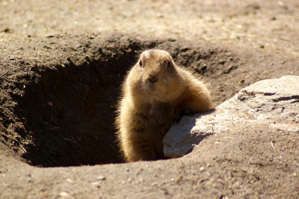 Don&#039;t trust the groundhog. Image:[Pixaby] 