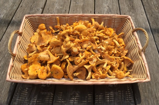 Chanterelles