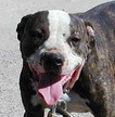 Smilin' Hog Huntin' Pit Bulldog - The smilin' hog hunting Pit Bull who loves to play with anything!