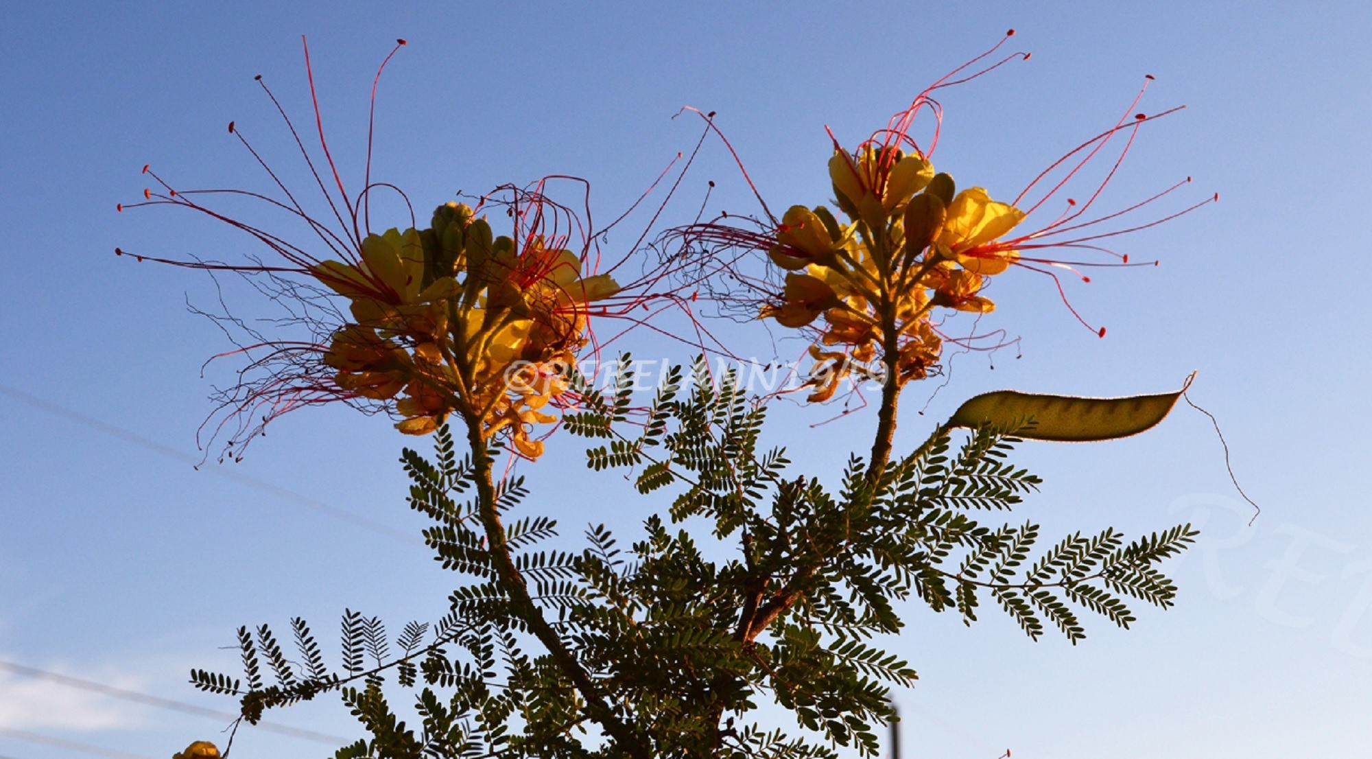 Desert Bird of Paradise I took this shot in 2013 Desert Bird of Paradise I took this shot in 2013