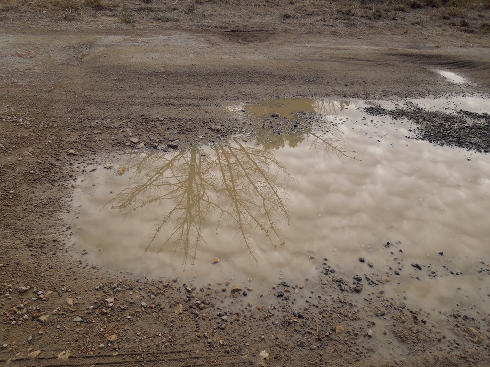 Puddle Reflection