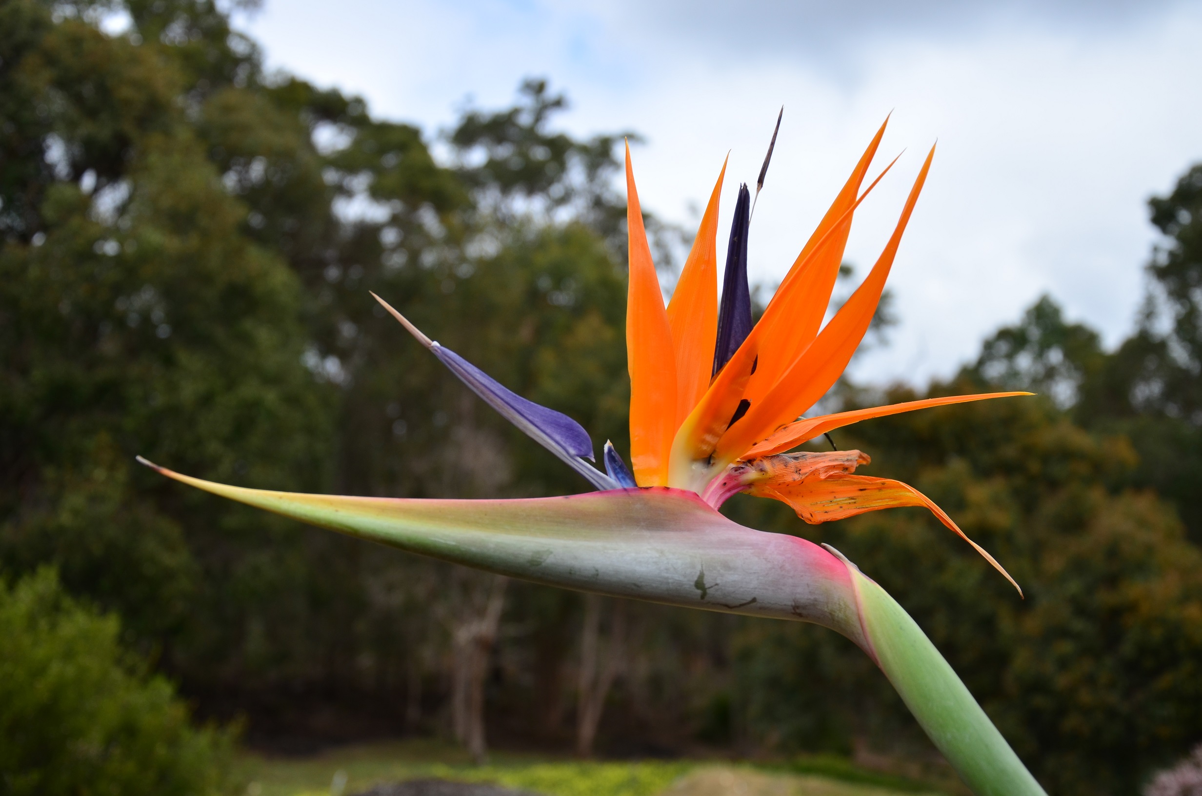 Bird of Paradise