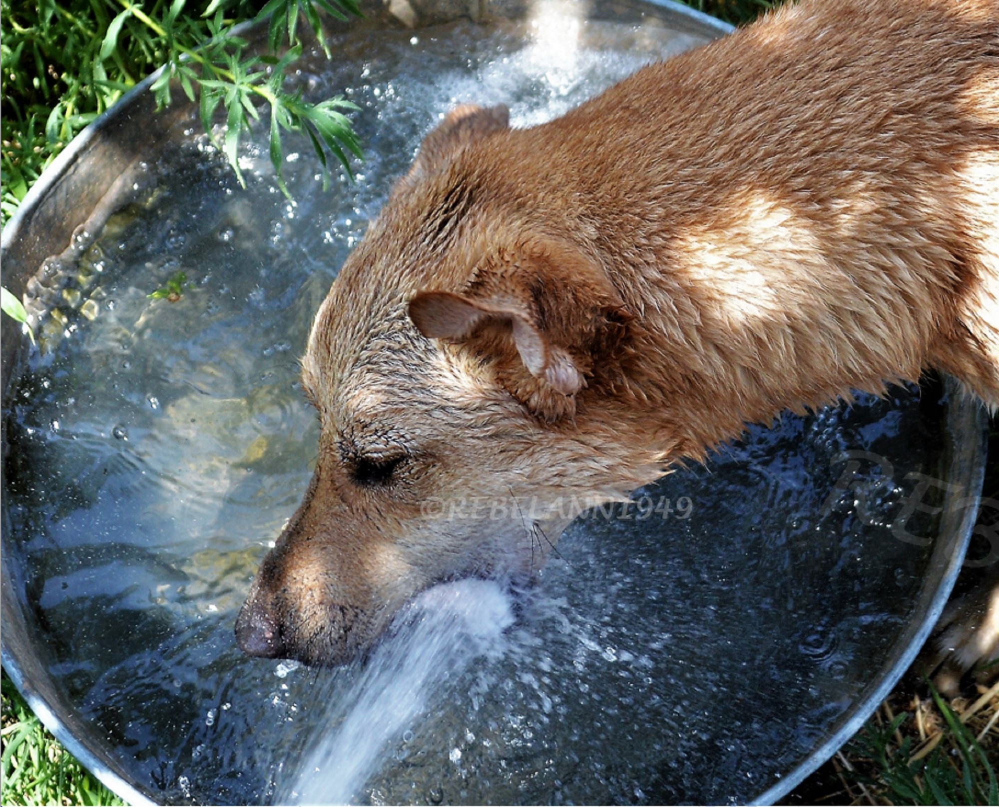 While trying to fill the water bowl Ally wants to bite the water. I took this in May 2013 While trying to fill the water bowl Ally wants to bite the water. I took this in May 2013
