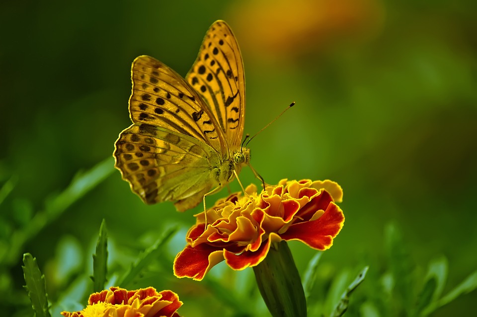 If Karma was real, is it with the butterfly, or with the flower here? Only God is real! If Karma was real, is it with the butterfly, or with the flower here? Only God is real!