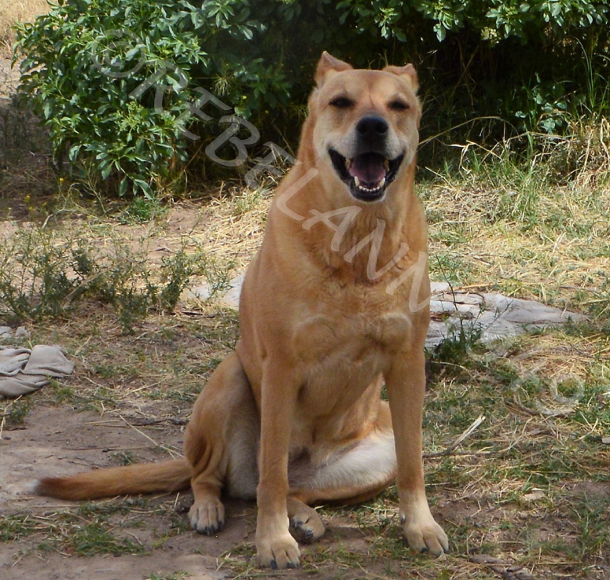 This is Ally this morning, she was so happy even though she couldn't catch the lizard I took this on April 9 2018