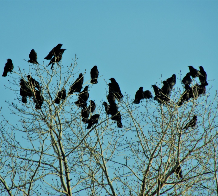 Above it all, blackbirds. Image: [@Freelanzer]