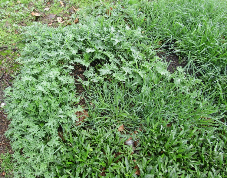 Volunteer Kale Plants in Side Yard Volunteer Kale Plants in Side Yard